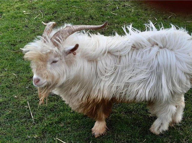 Preview of the first image of Wanted hairy white pygmy goats.
