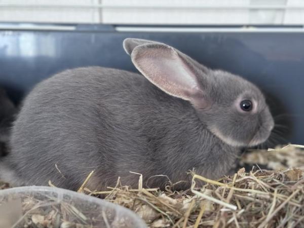 Image 5 of Beautiful mini Rex x mini lop baby bunnies (plush carriers)