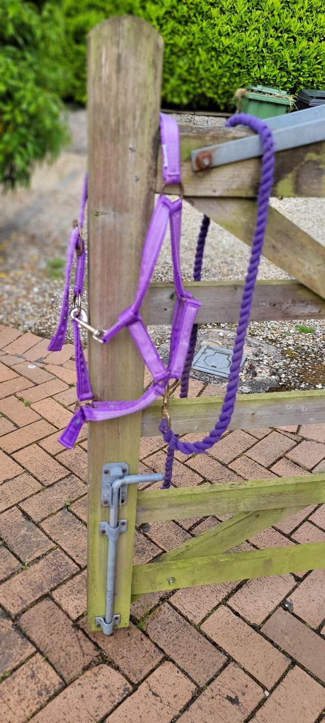 Preview of the first image of Purple cob headcollar and leadrope.