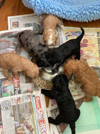 Image 14 of MERLE BLACK & SILVER TOY POODLE FOR STUD ONLY!DNA HEALTH