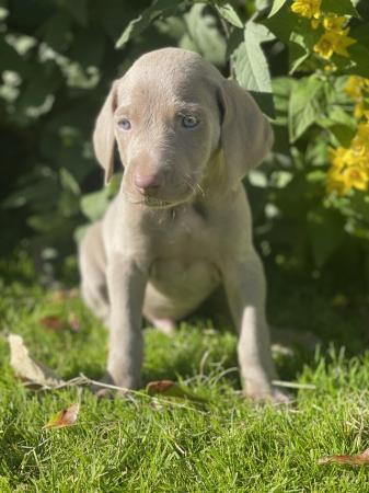 Image 10 of 6 beautiful Weimaraner puppies