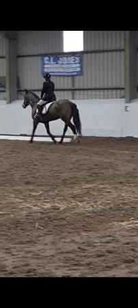 Image 3 of 14.2hh 15yr old Irish x bay mare