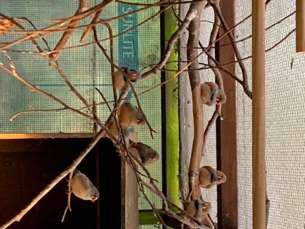 Image 4 of Zebra finches, aviary bred males only