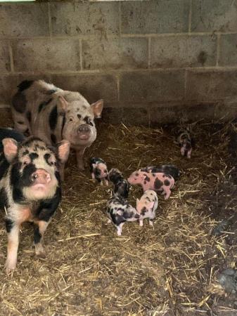 Image 1 of Julianna micro pig sow boar and litter - breeding set up