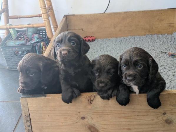 Image 2 of Working Cocker Spaniel Puppies for Sale
