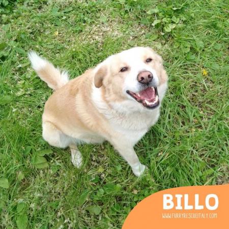 Image 4 of BILLO, SWEET MIX GOLDEN IN EXETER