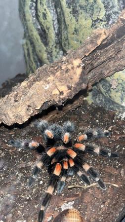 Image 3 of Mexican red knee tarantula with enclosure