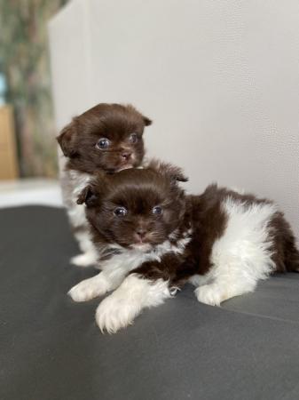 Image 7 of Ready Now Beautiful Pom shih pups 1 female 1 male