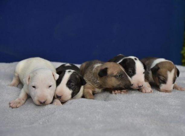 Image 5 of Top class english bull terrier puppies