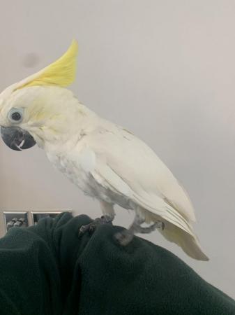 Image 7 of HandReared Tame Talking Yellow Crested Cockatoo