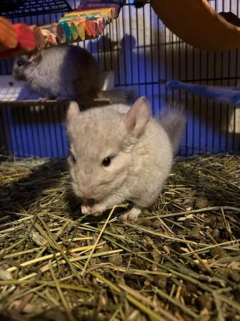 Image 4 of 3 Chinchilla  that are 3 months old