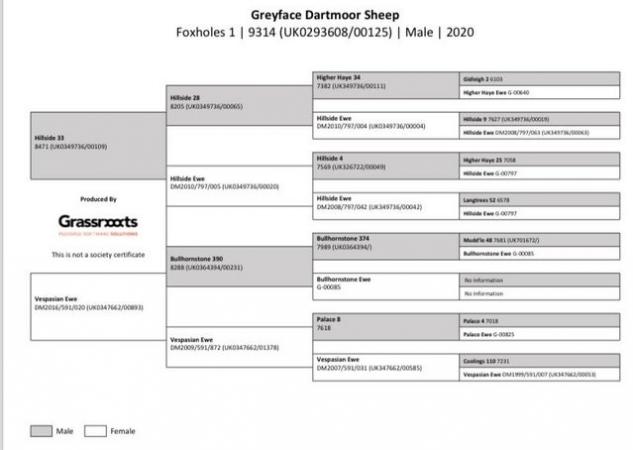 Image 1 of Registered pedigree Greyface Dartmoor Ram