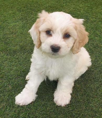 Image 3 of Now ready to go gorgeous Cockapoo puppies