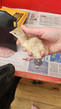 Image 1 of 4 week old grey slate turkey chicks