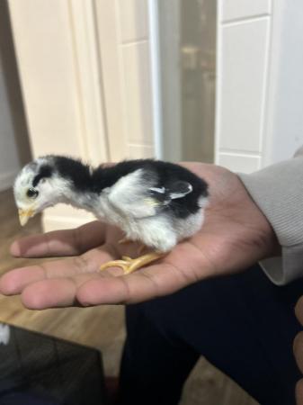 Image 5 of Aseel chicks for sale very  healthy