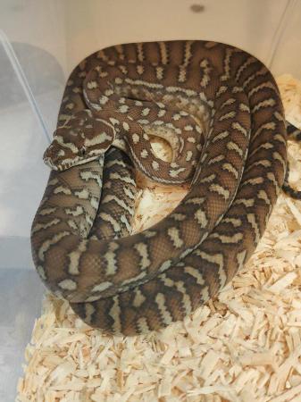 Image 6 of Beautiful Bredl's pythons/centrilian carpet pythons