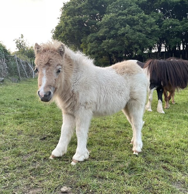 Preview of the first image of Gorgeous Miniature Shetland Foals.