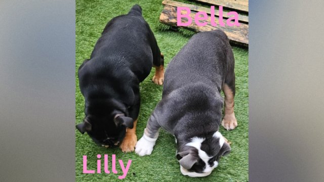 Image 24 of English Bulldog Puppies, Blue & Tan, Blue & White For Sale