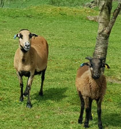 Image 5 of RARE BREED - Cameroon sheep ewes &lambs