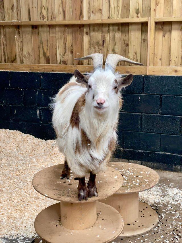 Preview of the first image of Registered Dwarf Dairy Billy Goat like Nigerian Dwarf Loan.