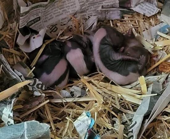 Image 2 of 7 baby skunk kits born this morning.