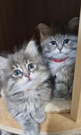 Image 7 of Pure/Pedigree  Siberian kittens  available