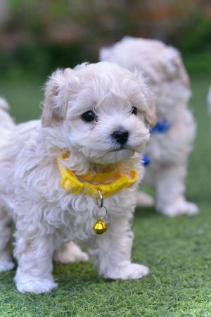 Image 2 of Beautiful F1 Toy Maltipoo Puppies (1 Left)