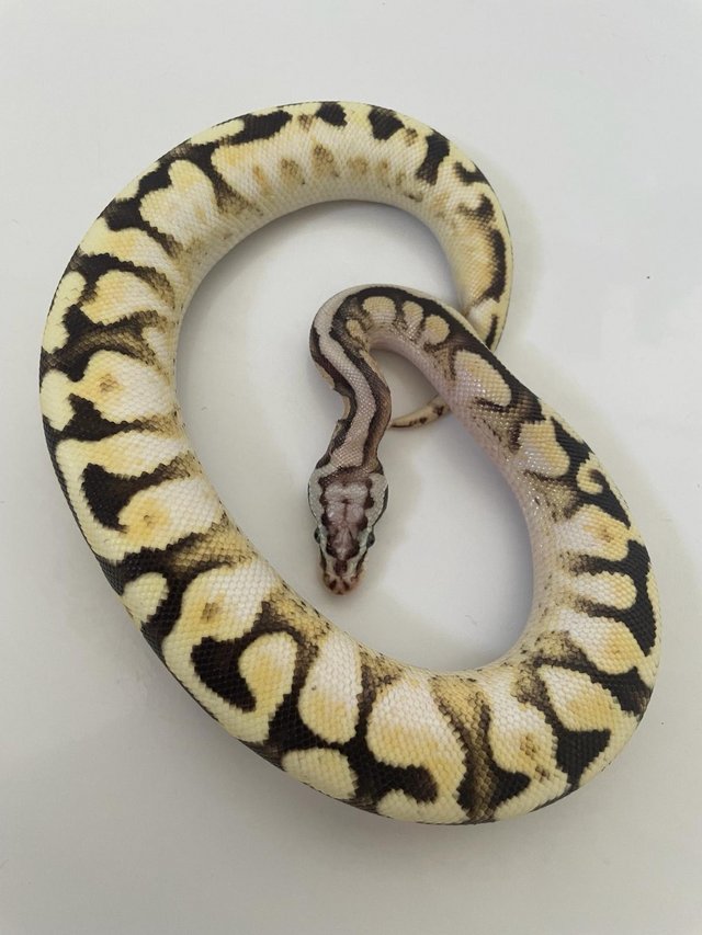 Preview of the first image of Various royal pythons for sale.