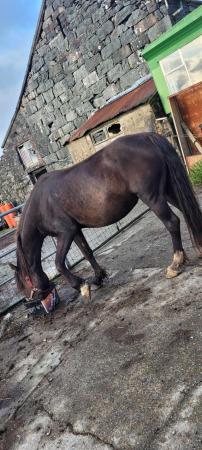 Image 2 of Smokey Black welsh cob mare