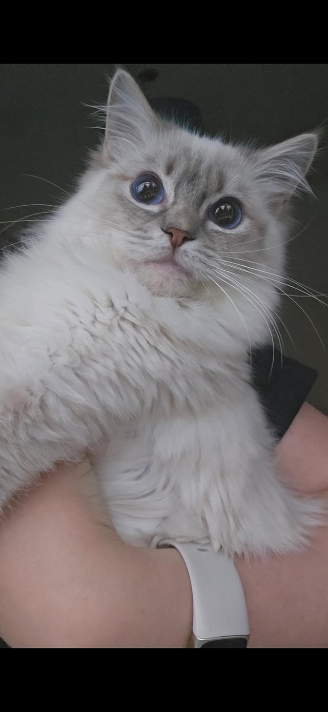 Preview of the first image of GORGEOUS GCCF REGISTERED RAGDOLL FEMALE KITTEN.