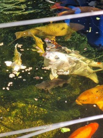 Image 4 of QUICK SALE -Full set of pond fish with several large koi