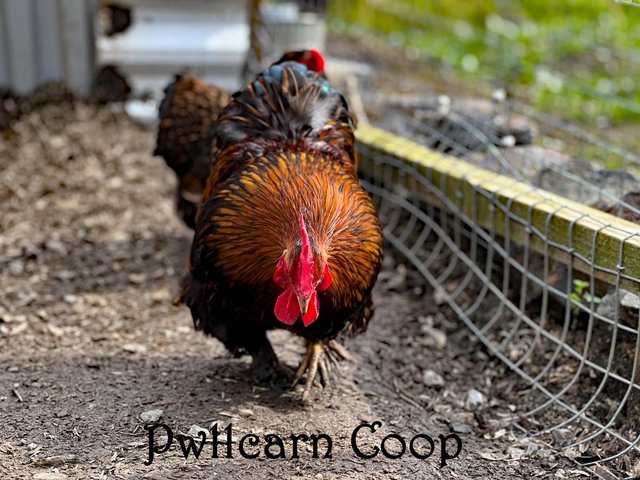 Preview of the first image of Free Gold Laced Pekin Bantam Cockerel.
