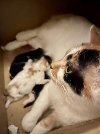 Image 2 of Just Born Trio Ginger Black White Long Furred Kittens