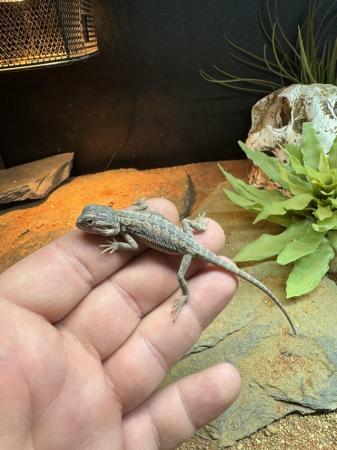 Image 2 of Bearded Dragon Hatchlings - Normals