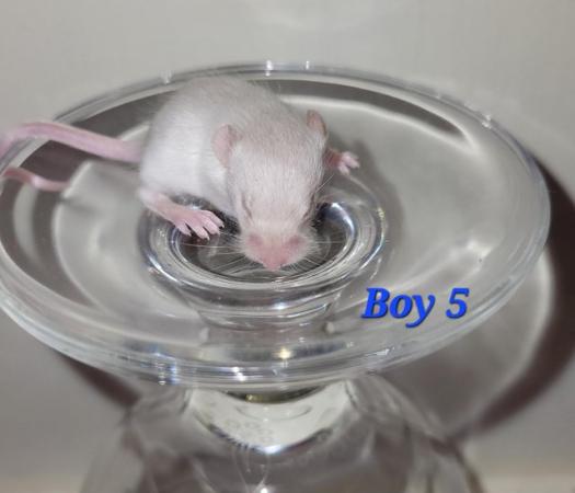Image 4 of Baby mice - boys £2 great pets. 2 left