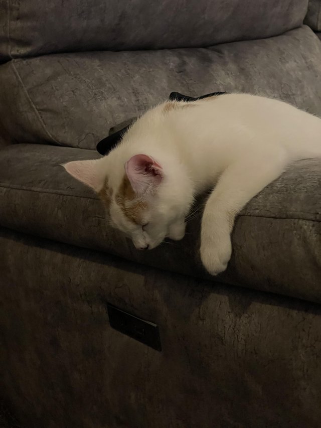 11month old cat for rehoming