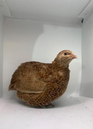 Image 8 of 24/5/24 Mixed Aged Japanese Quails in Many Colours Inc Black