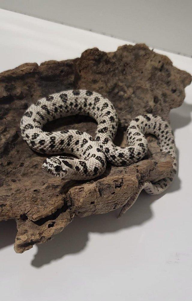 Preview of the first image of Hognose , gecko for sale( reptiles ).