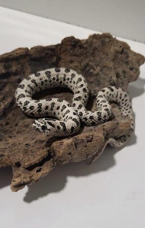 Image 1 of Hognose , gecko for sale( reptiles )
