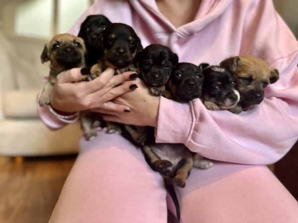 Image 13 of Doxie chon puppies, last 3 left! Reduced