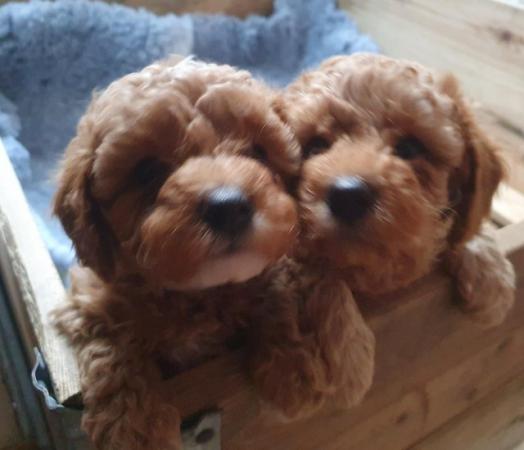 Image 9 of F1BB Cavapoo pups Red Apricot ready now