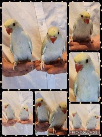 Image 18 of Large Variety of Hand Reared Birds Available! - Updated Regu