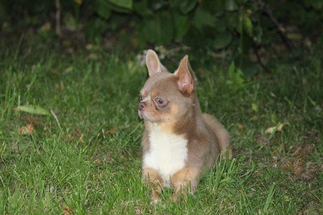 Image 2 of At stud only! kc lilac chihuahua smoothcoat Stud dog ukraine