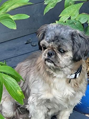 Image 7 of PIXIE IS A VERY SWEET STEADY 5YR OLD SHIH TZU GIRL