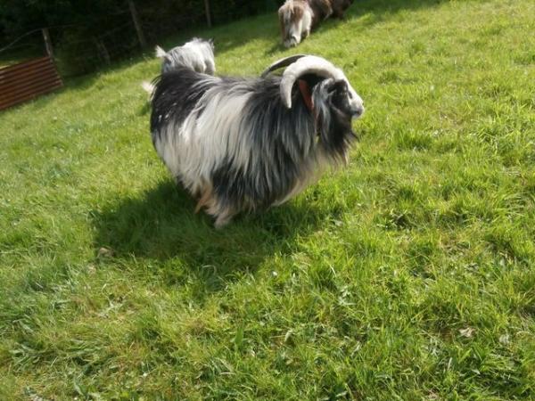 Image 1 of Pygmy Goat Male For Sale