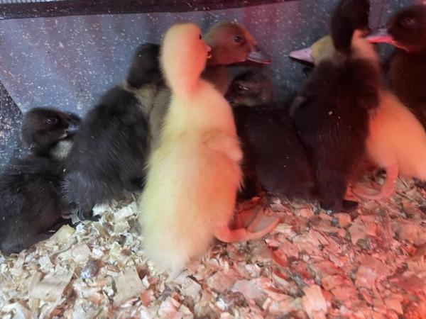 Image 3 of 2 week old ducklings mixed breed