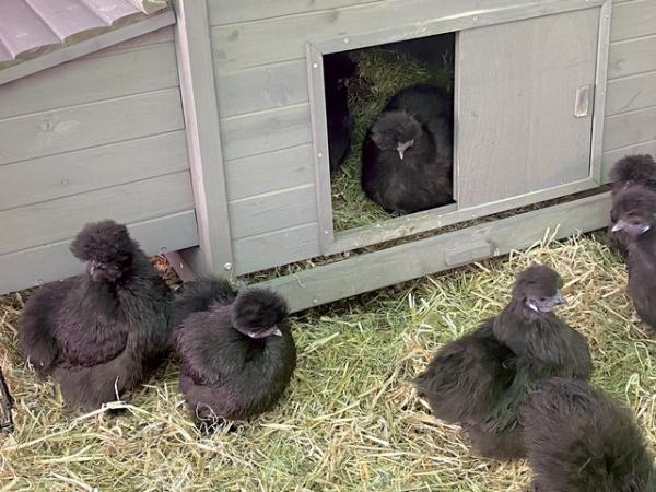 Image 2 of 6 HATCHING EGGS miniature silkies mixed colours available