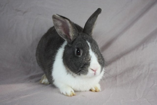 Image 4 of 2 male rabbits looking for forever home!