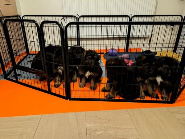 Image 13 of German shepherd puppies. 3 boys 3 girls available