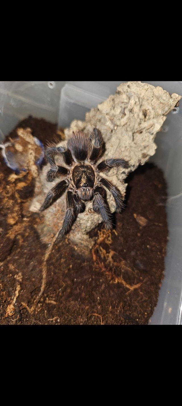Preview of the first image of Tarantulas for collection Lincoln.